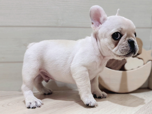 大阪府のフレンチブルドッグ (ペッツファースト梅田店/2025年3月31日生まれ/男の子/クリーム)の子犬の2枚目の画像