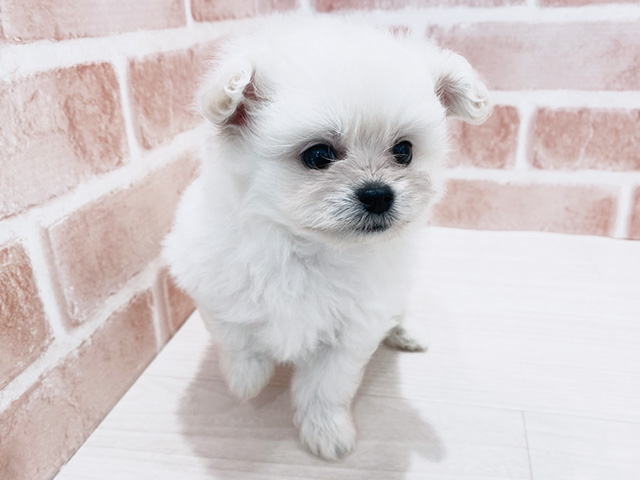 ポメプー