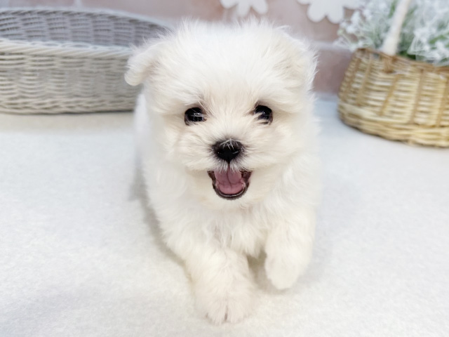 マルチーズ, 性別 女の子, 誕生日 2025/03/30, 毛色 ホワイト, 出身 沖縄県, 店舗 お台場店(東京都), お問い合わせ番号 2580258