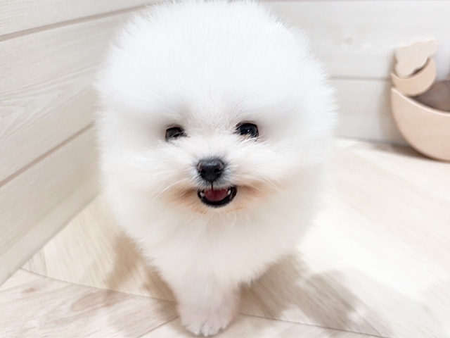 ポメラニアン, 性別 男の子, 誕生日 2025/04/01, 毛色 ホワイト, 出身 長野県, 店舗 ららぽーと門真店(大阪府), お問い合わせ番号 2502777