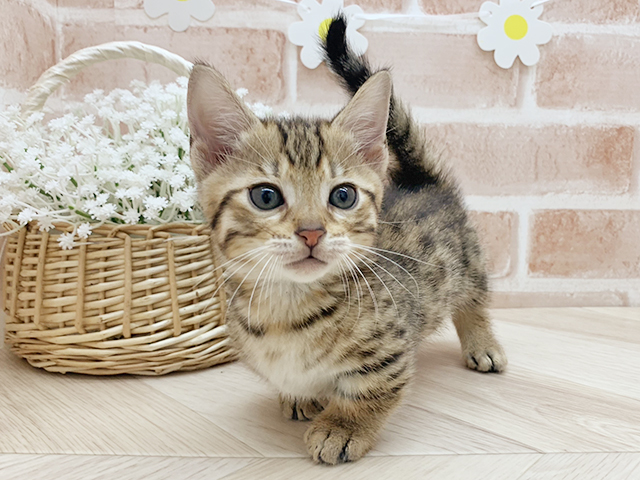 東京都のジェネッタ (ペッツファーストfor cats武蔵小山店/2025年4月1日生まれ/男の子/ブラウンスポットタビー)の子猫