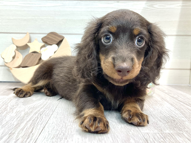 愛知県のカニンヘンダックスフンド(ロング) (ペッツファースト大高店/2025年3月31日生まれ/男の子/チョコレートタン)の子犬