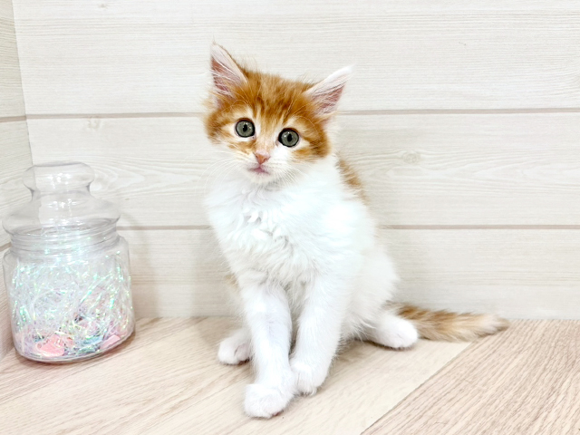 メインクーン, 性別 女の子, 誕生日 2025/04/01, 毛色 ブラウンタビーホワイト, 出身 宮城県, 店舗 ららぽーとTOKYO-BAY店(千葉県), お問い合わせ番号 2590328