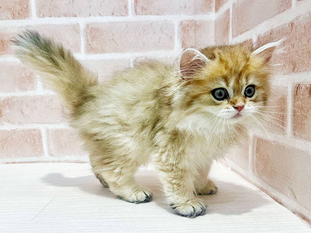 神奈川県のブリティッシュロングヘアー (ペッツファーストfor cats横浜元町店/2025年3月31日生まれ/男の子/ブラックゴールデンチンチラ)の子猫の2枚目の画像