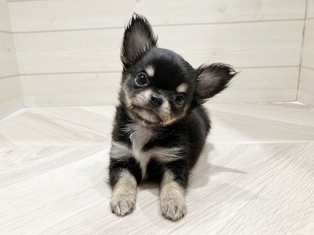 東京都のチワワ(ロング) (ペッツファースト豊洲店/2025年4月2日生まれ/男の子/ブラックタン)の子犬の1枚目の画像