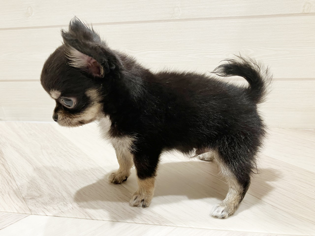 東京都のチワワ(ロング) (ペッツファースト豊洲店/2025年4月2日生まれ/男の子/ブラックタン)の子犬の2枚目の画像