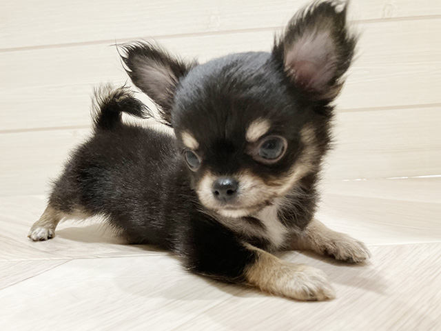 東京都のチワワ(ロング) (ペッツファースト豊洲店/2025年4月2日生まれ/男の子/ブラックタン)の子犬の3枚目の画像