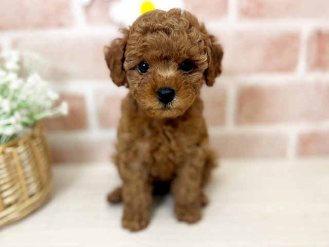 埼玉県のトイプードル(トイ) (ペッツファースト入間店/2025年4月2日生まれ/女の子/レッド)の子犬
