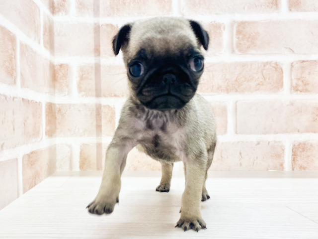 東京都のパグ (ペッツファースト八王子多摩美大前店/2025年4月3日生まれ/女の子/フォーン)の子犬