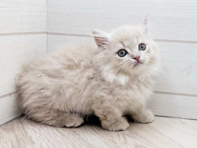 東京都のマンチカン (ペッツファースト渋谷店/2025年4月2日生まれ/男の子/クリームタビー)の子猫の2枚目の画像