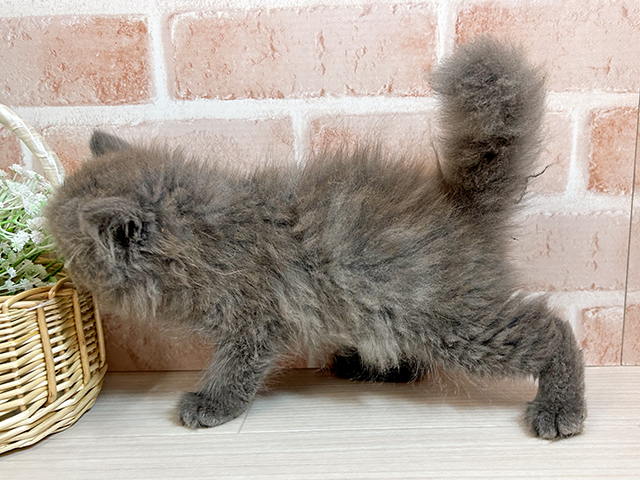 広島県のサイベリアン (ペッツファースト広島本通店/2025年4月3日生まれ/男の子/ブルー)の子猫の2枚目の画像