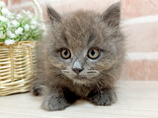 広島県のサイベリアン (ペッツファースト広島本通店/2025年4月3日生まれ/男の子/ブルー)の子猫の3枚目の画像