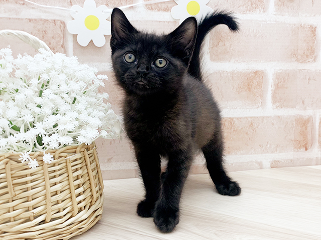 東京都のボンベイ (ペッツファーストfor cats武蔵小山店/2025年4月3日生まれ/男の子/ブラック)の子猫