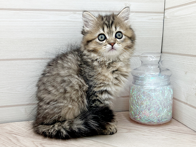 東京都のサイベリアン (ペッツファースト渋谷店/2025年4月3日生まれ/女の子/ブラウンタビー)の子猫の2枚目の画像