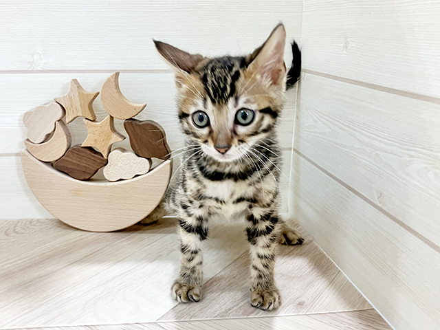 鳥取県のベンガル (ペッツファースト日吉津店/2025年4月3日生まれ/男の子/ブラウンスポットタビー)の子猫