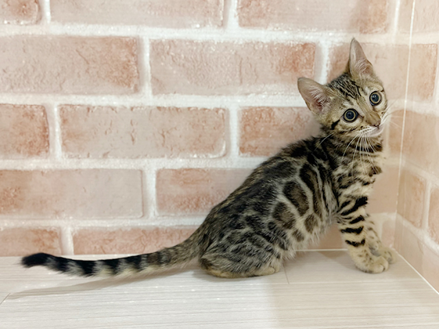 神奈川県のベンガル (ペッツファーストfor cats横浜元町店/2025年4月3日生まれ/女の子/ブラウンスポットタビー)の子猫の2枚目の画像
