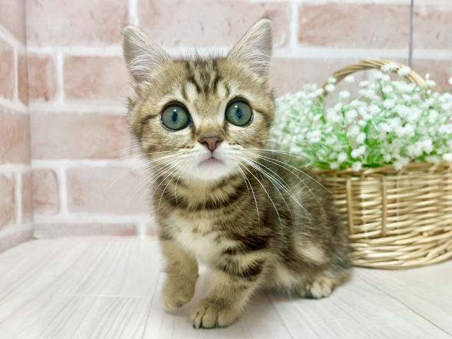 東京都のマンチカン (ペッツファースト池袋店/2025年4月4日生まれ/男の子/ブラウンタビー)の子猫の1枚目の画像