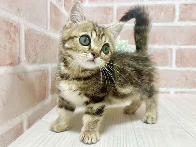 東京都のマンチカン (ペッツファースト池袋店/2025年4月4日生まれ/男の子/ブラウンタビー)の子猫の2枚目の画像