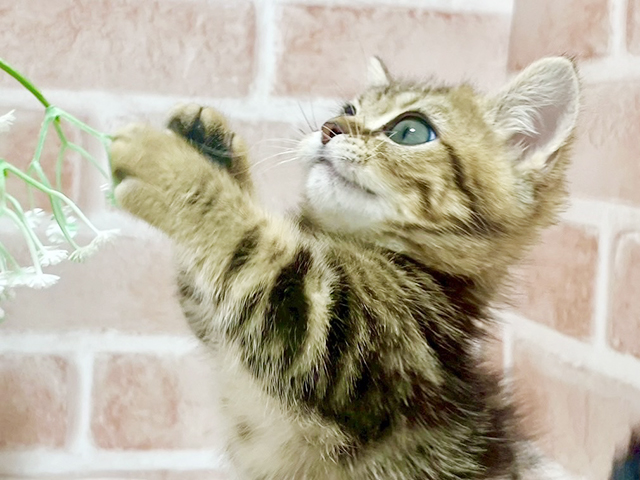 東京都のマンチカン (ペッツファースト池袋店/2025年4月4日生まれ/男の子/ブラウンタビー)の子猫の3枚目の画像