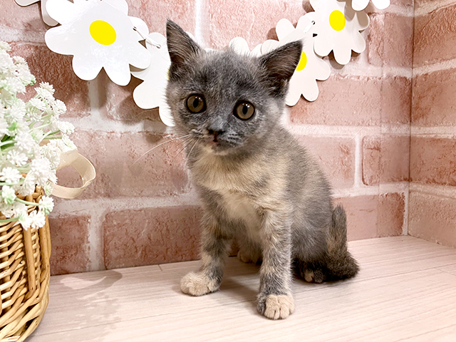静岡県のブリティッシュショートヘアー (ペッツファースト富士南店/2025年4月5日生まれ/女の子/ブルークリーム)の子猫の1枚目の画像