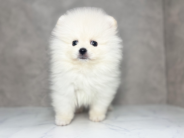 大阪府のポメラニアン (ペッツファースト東大阪店/2025年4月7日生まれ/男の子/クリーム)の子犬の1枚目の画像