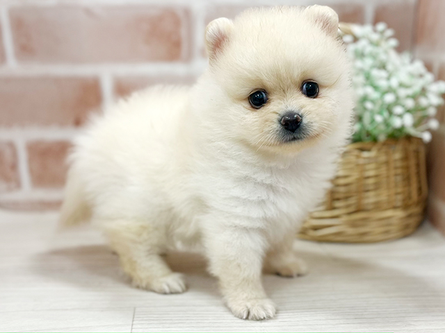 奈良県のポメラニアン (ペッツファースト橿原店/2025年4月7日生まれ/女の子/クリーム)の子犬の2枚目の画像