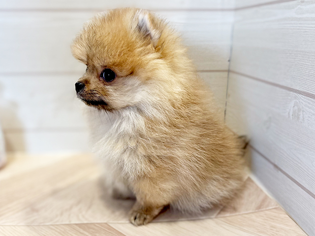 神奈川県のポメラニアン (ペッツファースト川崎店/2025年4月7日生まれ/男の子/オレンジ)の子犬の2枚目の画像