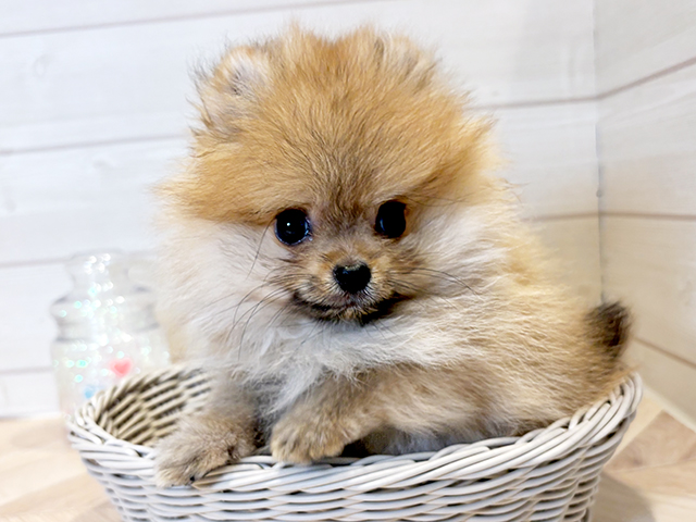 神奈川県のポメラニアン (ペッツファースト川崎店/2025年4月7日生まれ/男の子/オレンジ)の子犬の3枚目の画像