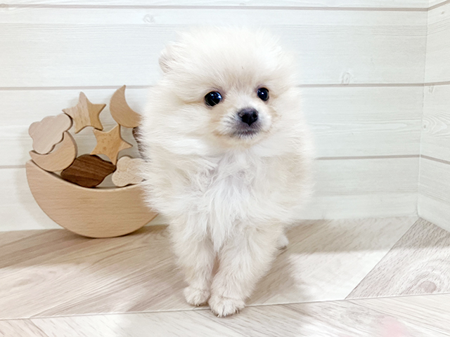 ポメラニアン