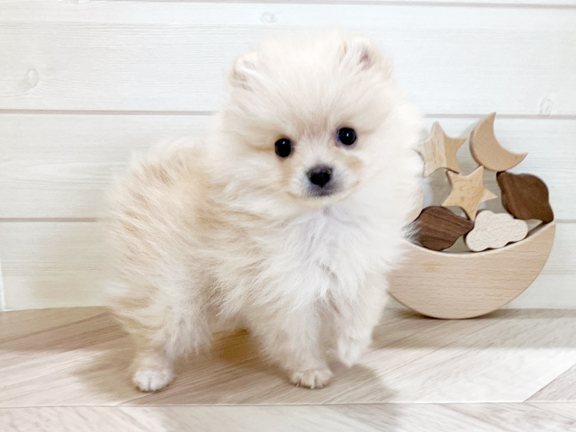 鳥取県のポメラニアン (ペッツファースト日吉津店/2025年4月7日生まれ/男の子/クリーム)の子犬の2枚目の画像