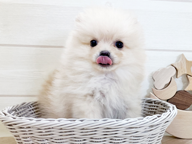 鳥取県のポメラニアン (ペッツファースト日吉津店/2025年4月7日生まれ/男の子/クリーム)の子犬の3枚目の画像