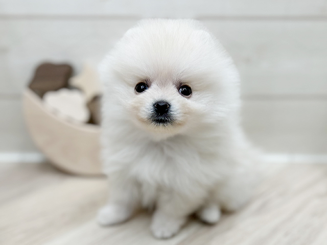 大阪府のポメラニアン (ペッツファースト心斎橋本店/2025年4月7日生まれ/女の子/クリーム)の子犬