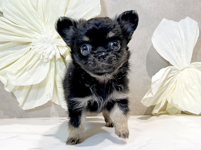 東京都のチワワ(ロング) (ペッツファースト原宿店/2025年4月7日生まれ/男の子/ブラックタン)の子犬の1枚目の画像