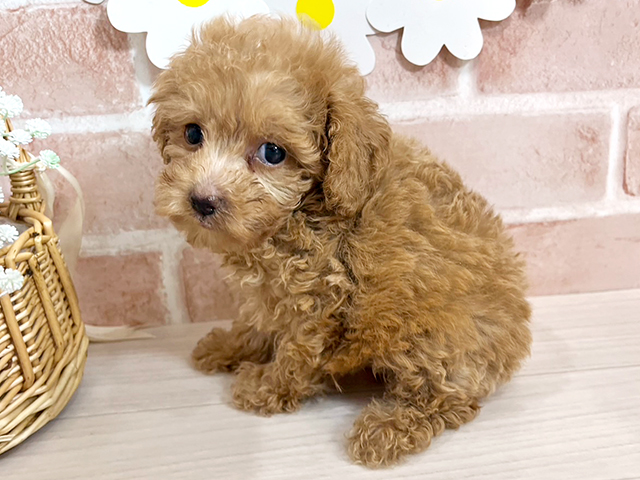 静岡県のタイニープードル (ペッツファースト富士南店/2025年4月7日生まれ/男の子/アプリコット)の子犬の2枚目の画像