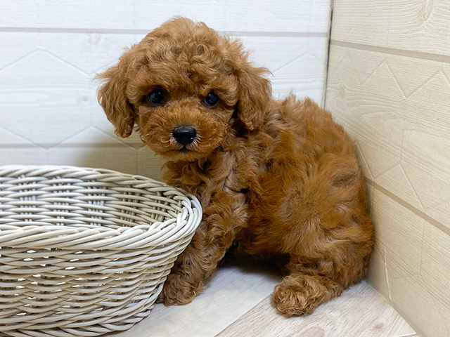 埼玉県のトイプードル(トイ) (ペッツファーストレイクタウン店/2025年4月7日生まれ/男の子/レッド)の子犬の3枚目の画像