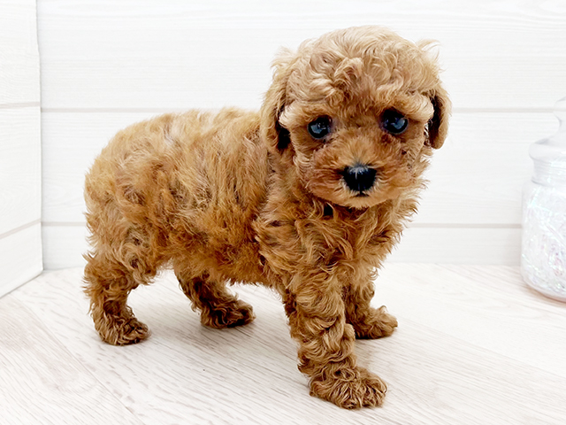 東京都のトイプードル(トイ) (ペッツファースト渋谷店/2025年4月7日生まれ/女の子/レッド)の子犬の2枚目の画像