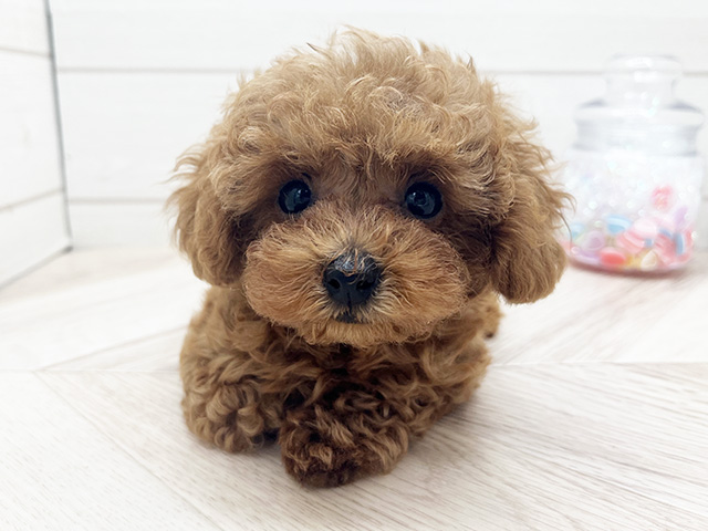 東京都のトイプードル(トイ) (ペッツファースト渋谷店/2025年4月7日生まれ/女の子/レッド)の子犬の3枚目の画像