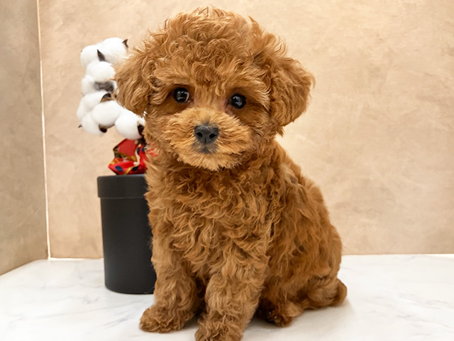広島県のトイプードル(トイ) (ペッツファースト宇品店/2025年4月7日生まれ/女の子/レッド)の子犬の1枚目の画像