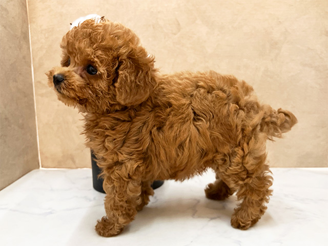 広島県のトイプードル(トイ) (ペッツファースト宇品店/2025年4月7日生まれ/女の子/レッド)の子犬の2枚目の画像