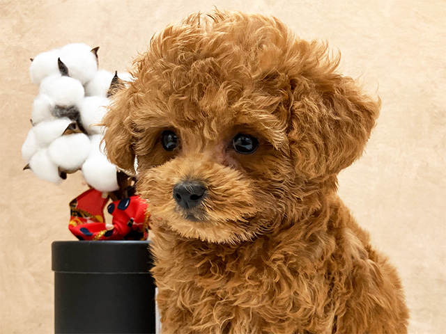 広島県のトイプードル(トイ) (ペッツファースト宇品店/2025年4月7日生まれ/女の子/レッド)の子犬の3枚目の画像