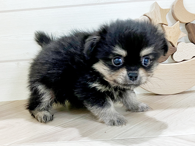 鳥取県のペキポメ/ポメペキ(ペキニーズ×ポメラニアン) (ペッツファースト日吉津店/2025年4月5日生まれ/男の子/ブラックタン)の子犬の2枚目の画像