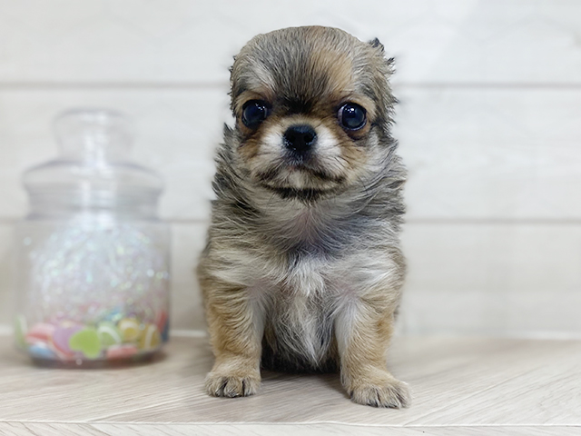 埼玉県のチワワ(ロング) (ペッツファーストレイクタウン店/2025年4月7日生まれ/男の子/フォーン)の子犬