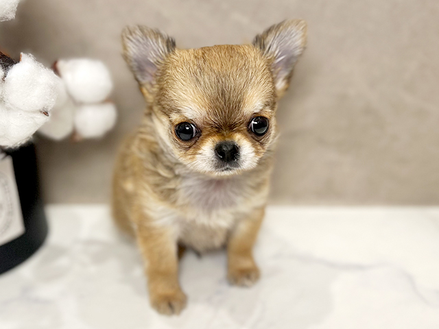 東京都のチワワ(ロング) (ペッツファースト青山店/2025年4月7日生まれ/男の子/フォーン)の子犬