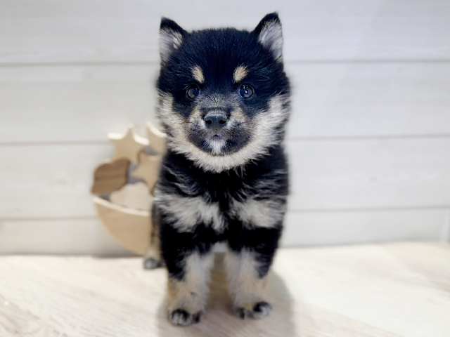 群馬県の豆柴 (ペッツファースト高崎店/2025年4月5日生まれ/男の子/黒)の子犬