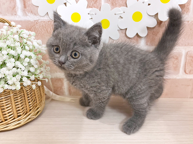 千葉県のブリティッシュショートヘアー (ペッツファーストカインズ千葉ニュータウン店/2025年4月7日生まれ/男の子/ブルー)の子猫の2枚目の画像