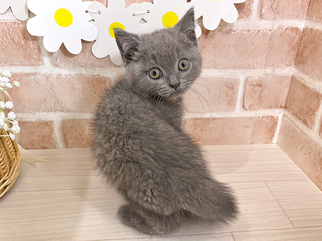 千葉県のブリティッシュショートヘアー (ペッツファーストカインズ千葉ニュータウン店/2025年4月7日生まれ/男の子/ブルー)の子猫の3枚目の画像