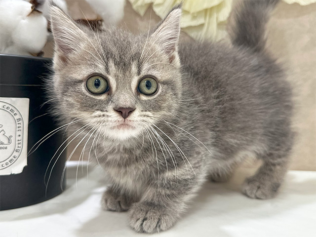 兵庫県のマンチカン (ペッツファースト神戸元町店/2025年4月1日生まれ/男の子/ブルータビー)の子猫の3枚目の画像