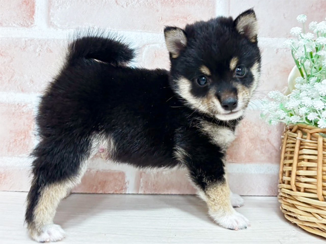 東京都の豆柴 (ペッツファースト池袋店/2025年4月9日生まれ/男の子/黒)の子犬の2枚目の画像