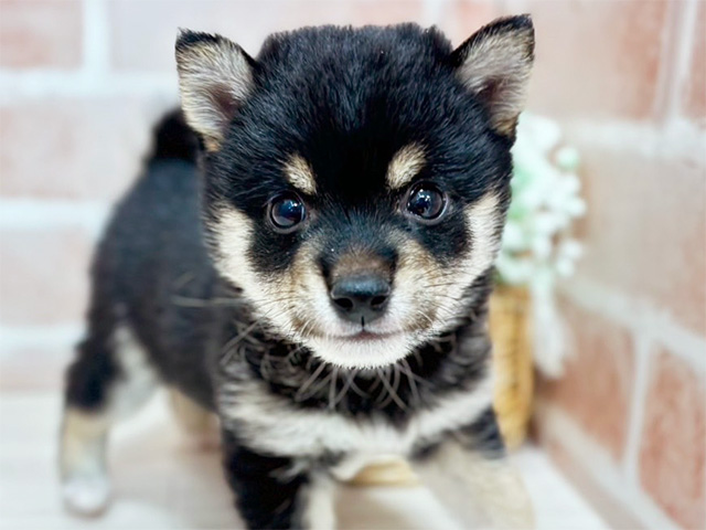 東京都の豆柴 (ペッツファースト池袋店/2025年4月9日生まれ/男の子/黒)の子犬の3枚目の画像