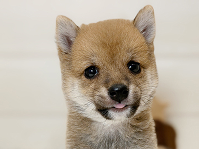 東京都の豆柴 (ペッツファースト昭島店/2025年4月9日生まれ/男の子/赤)の子犬の3枚目の画像